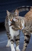 Image result for Cats Greeting Each Other