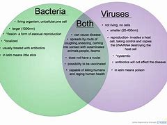 Image result for Bacteria Sizes Smallest to Largest