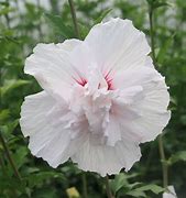 Hibiscus syr. White Chiffon に対する画像結果