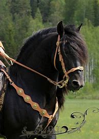 Image result for Horse Bridles and Bits