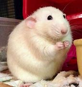 Image result for Cute Funny Rat