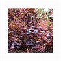 Cotinus coggygria Royal Purple に対する画像結果