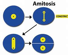 Image result for amitosis