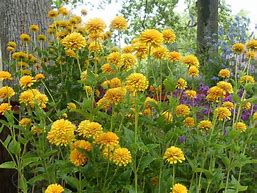 Image result for Heliopsis helianthoides Asahi