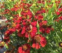 Image result for Helenium Rubinzwerg