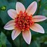 Image result for Dahlia Totally Tangerine