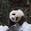 Image result for Baby Panda Bears Snow