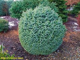 Image result for Picea sitchensis Tenas