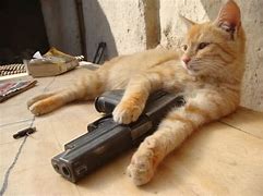 Image result for Cute Cat Holding a Gun
