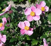 Image result for Anemone hupehensis Little Princess ®