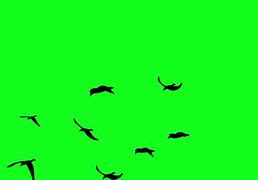 Image result for Blue Birds Flying Greenscreen