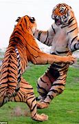 Image result for All Animal Kung Fu Styles