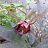 Image result for Paeonia delavayi