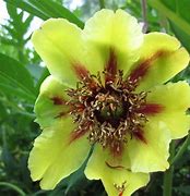 Image result for Paeonia delavayi