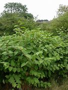 Image result for Japanese Knotweed