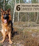 Image result for Different German Shepherd Dog