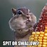 Image result for Squirrel Funnies