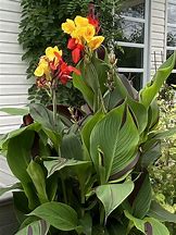 Image result for Canna Cleopatra Red