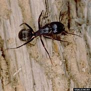 Image result for camponotus