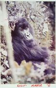 Image result for Digit Gorilla