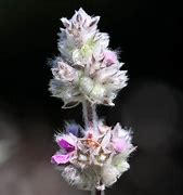 Image result for Stachys byzantina Cotton Ball