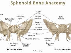 Image result for Sphenoid Bone Label