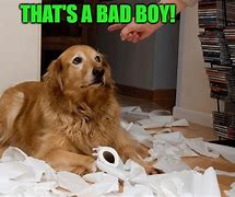 Image result for Who Called You a Bad Dog Meme