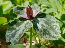 Image result for Trillium sessile