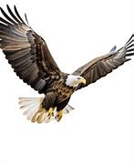 Image result for Bald Eagle Flying PNG