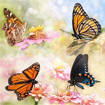 Image result for Butterfly Collage