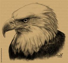 Image result for Bald Eagle Sketch