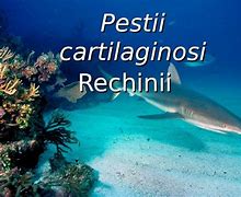 Image result for cartilaginosi