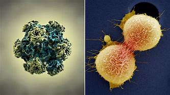 Image result for Human Papillomavirus Infection Cervical Cancer