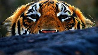 Image result for Random Tiger
