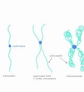 Image result for Difference Between Chromosome and Chromatid