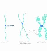 Image result for The Difference Between Chromosome and Chromatid