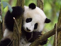 Image result for Le Panda Géant