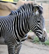 Image result for Zebra GK420d