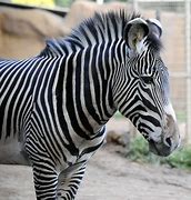 Image result for Zebra Q420