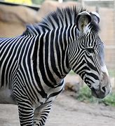 Image result for Zebra 220