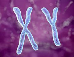 Image result for chromosom