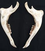 Image result for Deer Jaw Carvings