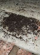 Image result for Bat Poop in Attic