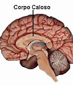 Image result for caloso
