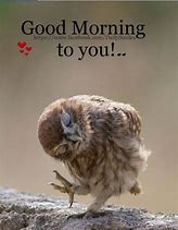 Image result for Owl Good Morning Meme