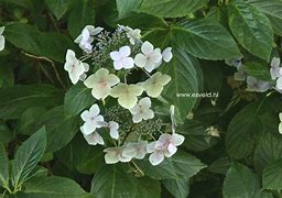 Image result for Hydrangea macrophylla Mariesii Grandiflora