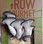 Image result for Special Mushroom Packaging