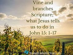 Image result for Vine Branches Scripture