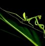 Image result for Praying Mantis Kung Fu Silhouette