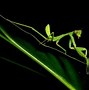 Image result for Kung Fu Mantis Style